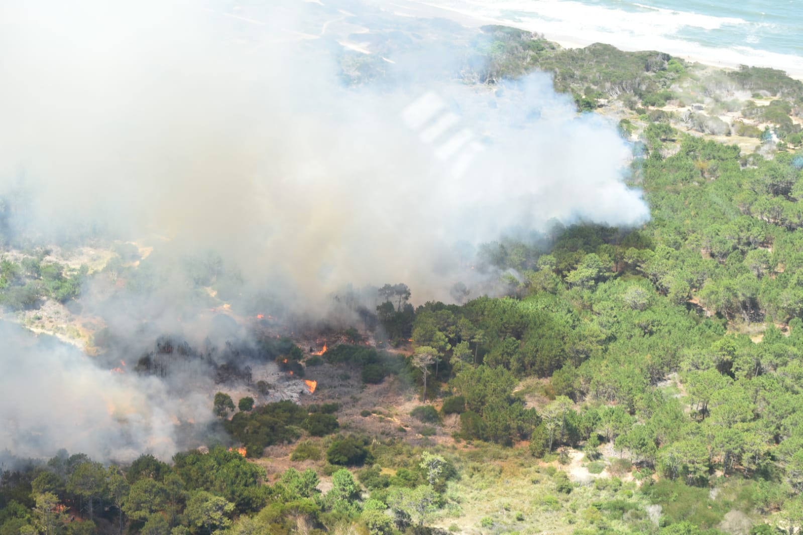 En este momento estás viendo INCENDIO DE CAMPO PUNTA DEL DIABLO